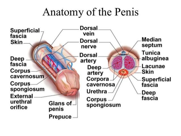 penis glans restoration Nude myle cyrus